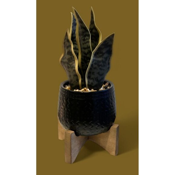 New Faux Snake Modern Artificial Decorative Small Desk Plant Black Pot - Picture 1 of 2